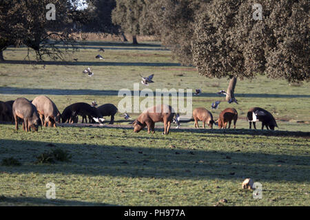 Iberischen Schwein in Torrejón el Rubio, Extremadura, Spanien Stockfoto