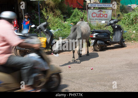 Goa, Indien - 8. Juli 2018 - Heilige Kuh in typische Verkehrssituation auf indischen Straße in Canacona - Goa Stockfoto