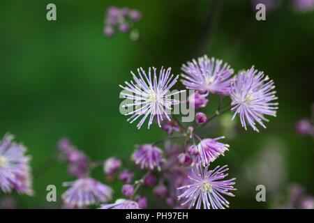 Makro Foto von Columbine Wiese - rue Blumen (Thalictrum aquilegiifolium). Stockfoto