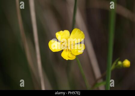 Weniger spearwort (Ranunculus flammula) Stockfoto