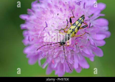 Spotted Longhorn beetle (Strangalia Maculate) auf eine Blume. Stockfoto