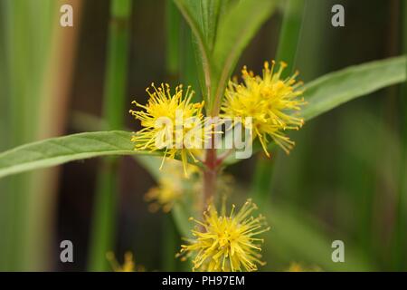 Blume eines getuftete Felberich (lysimachia Thyrsiflora) Stockfoto