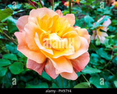 Rosa 'Westerland' ist ein vielseitig einsetzbarer Strauch Rose, kann auch als Bergsteiger mit schönen bronze zu Lachs - apricot blüht in Sprays angebaut werden. Stockfoto