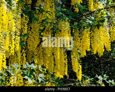 Goldregen, auch goldene Kette oder goldenen Regen genannt, ist eine Pflanzenart aus der Gattung der zwei Arten von kleinen Bäumen in der unterfamilie Faboideae der pea Familie Fabaceae. Stockfoto