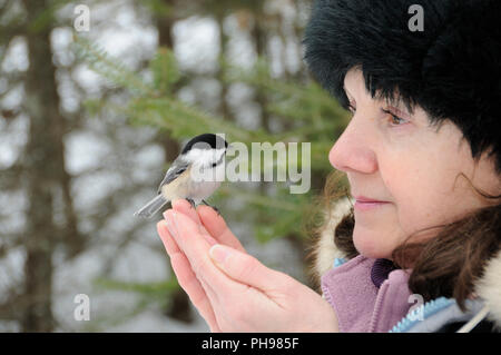 Black-capped chickadee Vogel Nahaufnahme thront auf der menschlichen Hand Konversation und Interaktion mit Menschen in der Natur auf betende Hände. Vogel und Mensch. Stockfoto