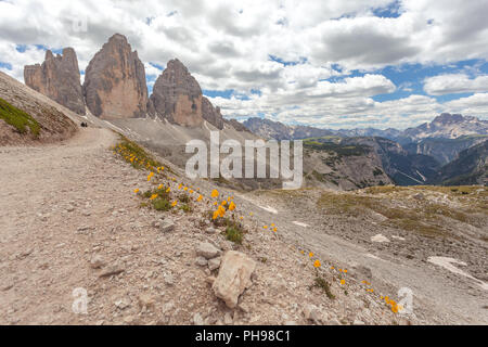 Einsame gelbe Blumen entlang Pfad am Fuße der Drei Zinnen, Dolomiten, Italien Stockfoto