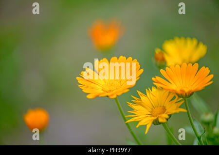 Calendula officinalis Blumen Stockfoto