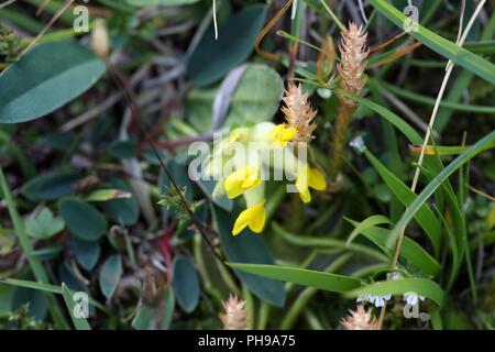 Alpine woundwort (Wundklee vulneraria Subspezies. alpicola) Stockfoto