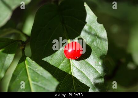 Alpine Geißblatt (Lonicera alpigena) Stockfoto