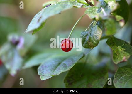 Alpine Geißblatt (Lonicera alpigena) Stockfoto
