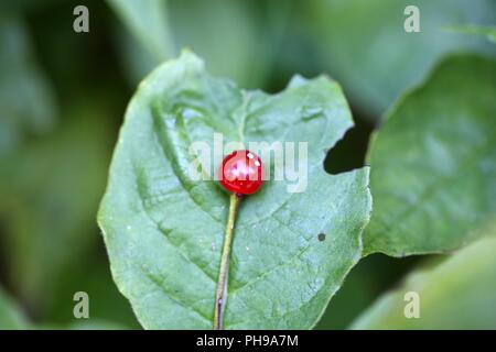 Alpine Geißblatt (Lonicera alpigena) Stockfoto
