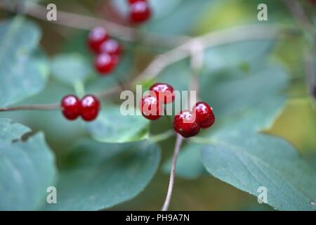 Alpine Geißblatt (Lonicera alpigena) Stockfoto