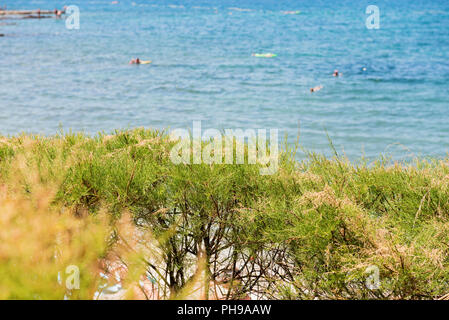 Grünen Büschen und blaues Meer hinter, Istrien, Kroatien Stockfoto