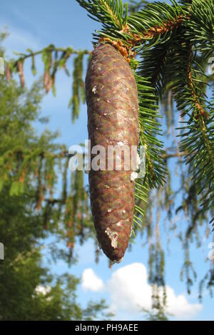 Junge nach unten hängend an einem nadelbaum (Lat.: Strobilus) Stockfoto