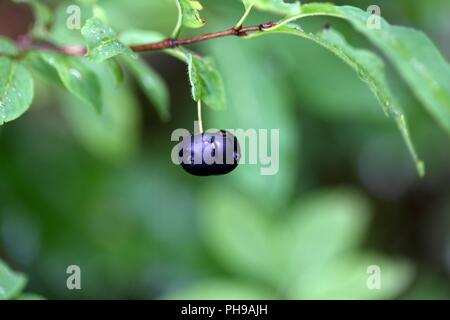 Früchte eines Schwarzen tragende Geißblatt (Lonicera nigra) Stockfoto