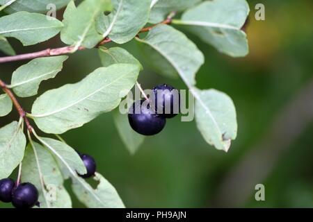 Früchte eines Schwarzen tragende Geißblatt (Lonicera nigra) Stockfoto