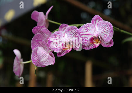 Orchidee Blumen hängen vor einem Gestell aus Bambus Stockfoto