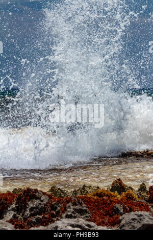 Wellen gegen die Felsen im Karibischen Meer. sargasso Algen besetzen jede Oberfläche. Stockfoto