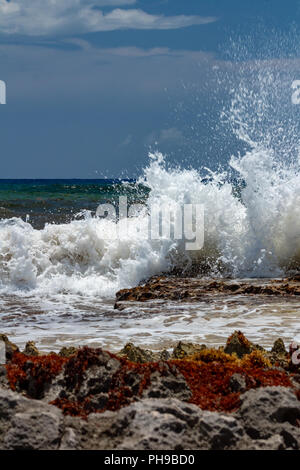 Wellen gegen die Felsen im Karibischen Meer. sargasso Algen besetzen jede Oberfläche. Stockfoto