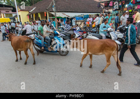 Goa, Indien - 8. Juli 2018 - Heilige Kuh in typische Verkehrssituation auf indischen Straße in Canacona - Goa Stockfoto