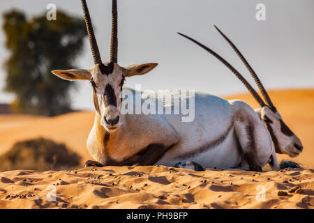 Oryx in Dubai Wüste Stockfoto