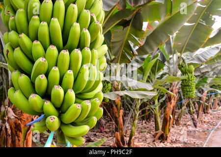 Grüne Bananen Hängen auf Bananenstaude Stockfoto