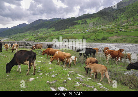 Weidevieh im Kaukasus, Georgien Stockfoto