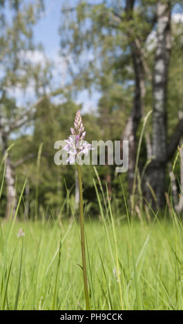 Im Waldland Weide in der Nähe Orchidee Waldenburg-Obersteinbach Stockfoto