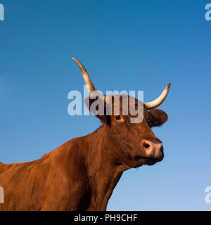 Kuh Salers. Französische Abstammung. Auvergne Rhône-Alpes. Frankreich Stockfoto