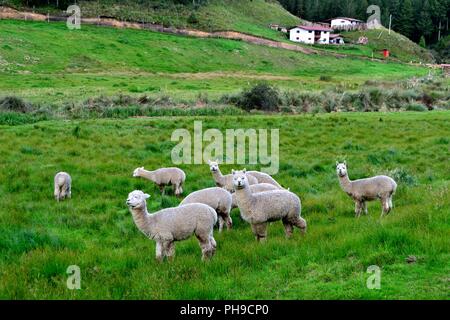 Alpaka - Zoo in GRANJA PORCON-evangelischen Kooperativen - Departement Cajamarca PERU Stockfoto