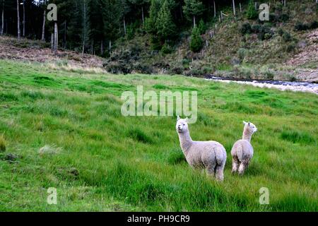 Alpaka - Zoo in GRANJA PORCON-evangelischen Kooperativen - Departement Cajamarca PERU Stockfoto