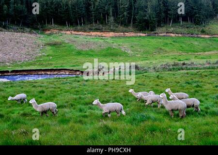 Alpaka - Zoo in GRANJA PORCON-evangelischen Kooperativen - Departement Cajamarca PERU Stockfoto