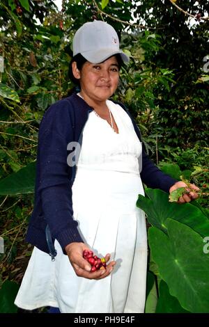 Kaffee Ernte in LA ZUNGA - Ecuador Grenze - San Ignacio - Departement Cajamarca PERU Stockfoto