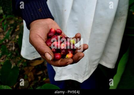 Kaffee Ernte in LA ZUNGA - Ecuador Grenze - San Ignacio - Departement Cajamarca PERU Stockfoto