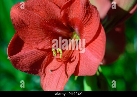 Leuchtend rote Blüte Blütenblatt Amaryllis - close-up Stockfoto