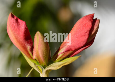 Helle Blüten der roten Amaryllis - close-up Stockfoto