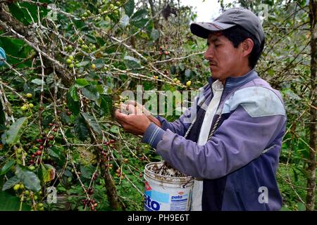 Kaffee Ernte in LA ZUNGA - Ecuador Grenze - San Ignacio - Departement Cajamarca PERU Stockfoto