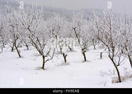 Pfirsich-Obstgarten im Winter, flachen Dof mit Schnee bedeckt. Stockfoto