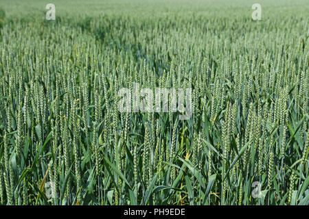 Weizen (Triticum Aestivum) Stockfoto