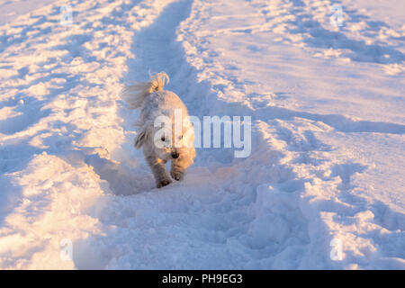 Weißen Hund im Schnee laufen - havaneser Stockfoto