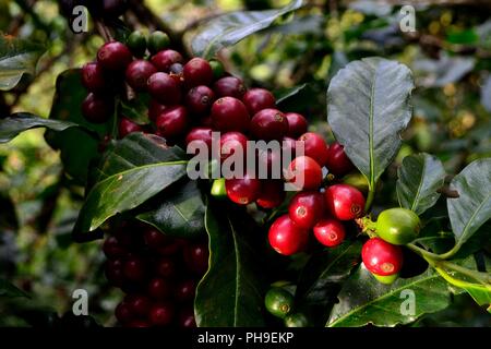 Kaffee Ernte in LA ZUNGA - Ecuador Grenze - San Ignacio - Departement Cajamarca PERU Stockfoto