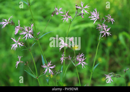 Ragged Robin, Lupinus flos-cuculi Stockfoto