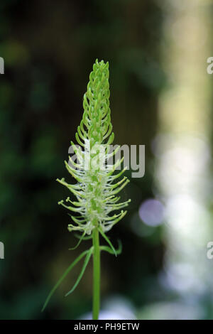 Phyteuma spicatum ährentragend Rapunzeln, Stockfoto