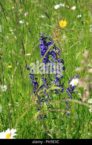 Wiese mit Wildblumen Stockfoto