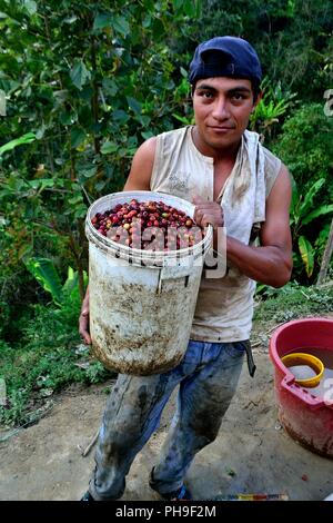 Kaffee Ernte in LA ZUNGA - Ecuador Grenze - San Ignacio - Departement Cajamarca PERU Stockfoto