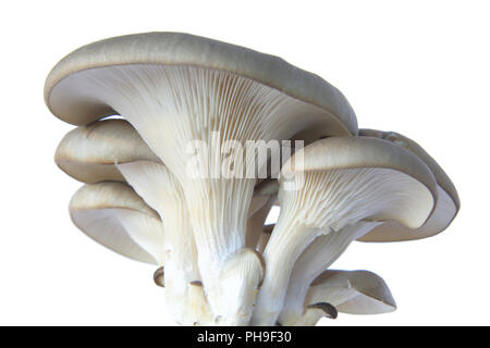 Austernpilz (Pleurotus Ostreatus) Stockfoto
