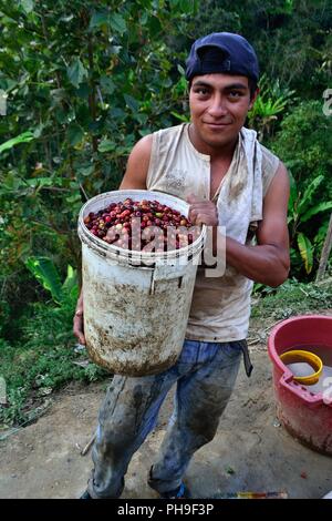 Kaffee Ernte in LA ZUNGA - Ecuador Grenze - San Ignacio - Departement Cajamarca PERU Stockfoto