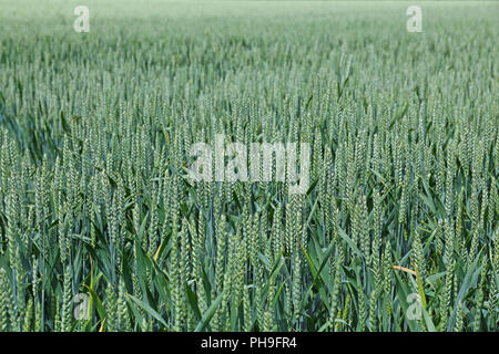 Weizen (Triticum Aestivum) Stockfoto