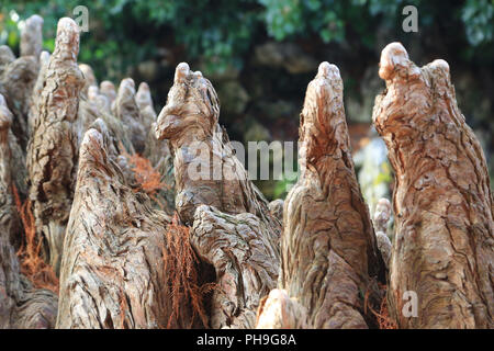 Cypress Knie von einem kahlen Zypresse, distichum Taxodium distichum Stockfoto