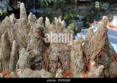 Cypress Knie von einem kahlen Zypresse, distichum Taxodium distichum Stockfoto